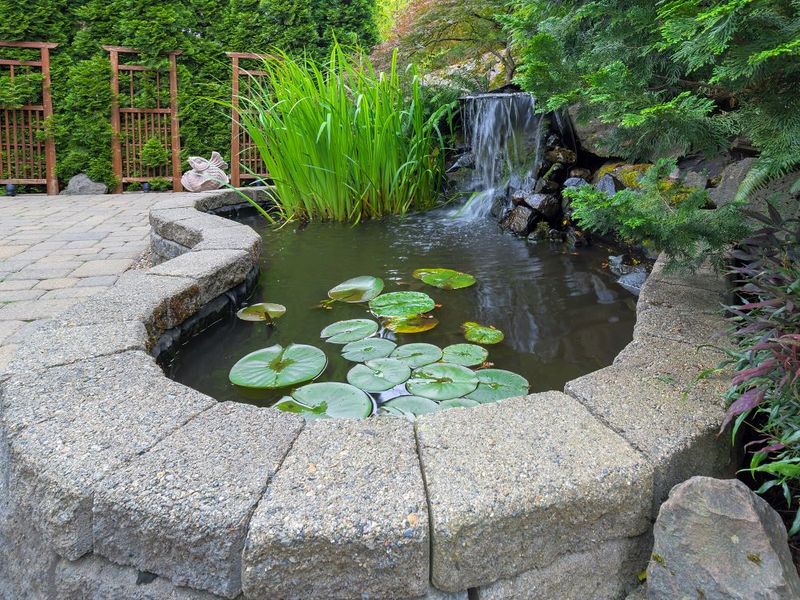 Backyard Water Features Help Visiting Bats Stay Longer Backyard Water Features Help Visiting Bats Stay Longer
