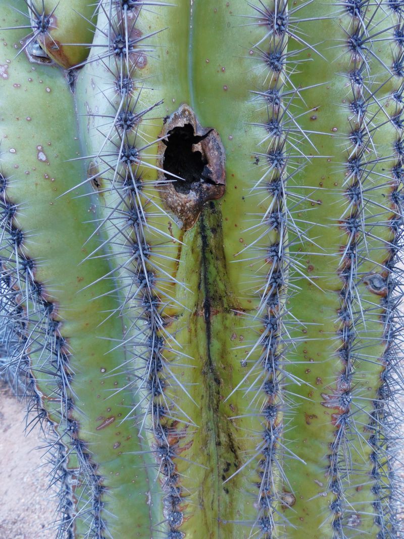 Bacterial Necrosis Can Affect Saguaros Bacterial Necrosis Can Affect Saguaros