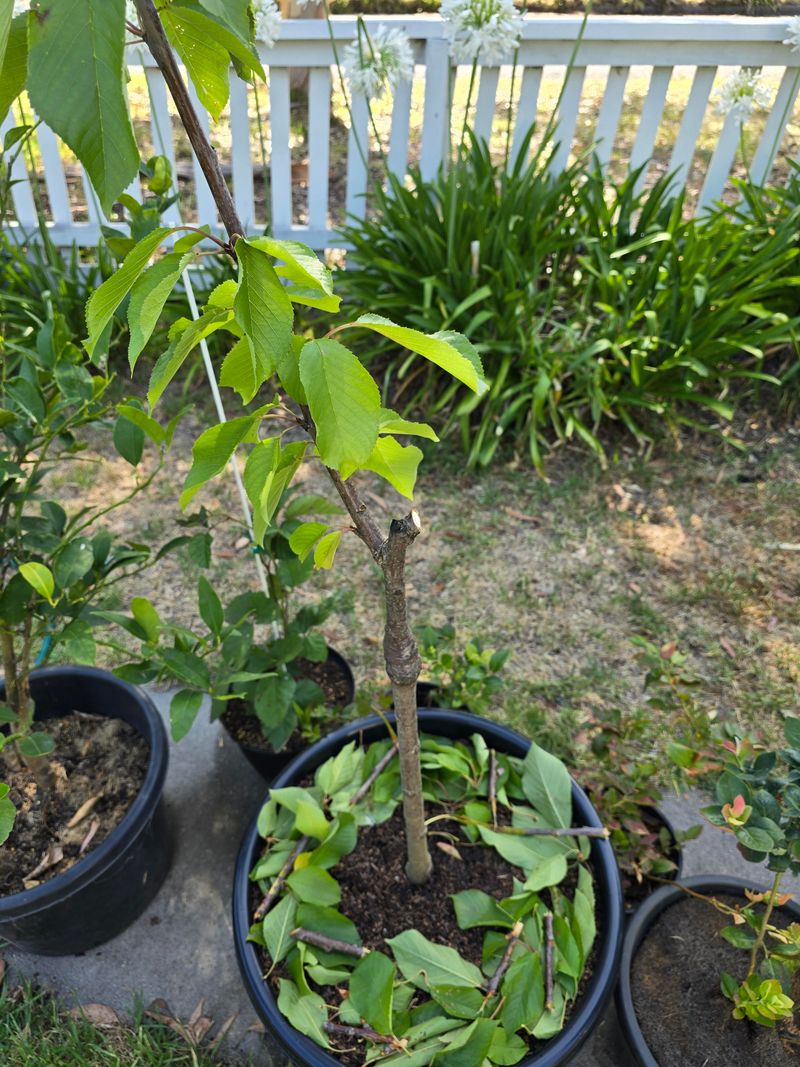 Bad Pruning Can Remove Next Season's Fruit