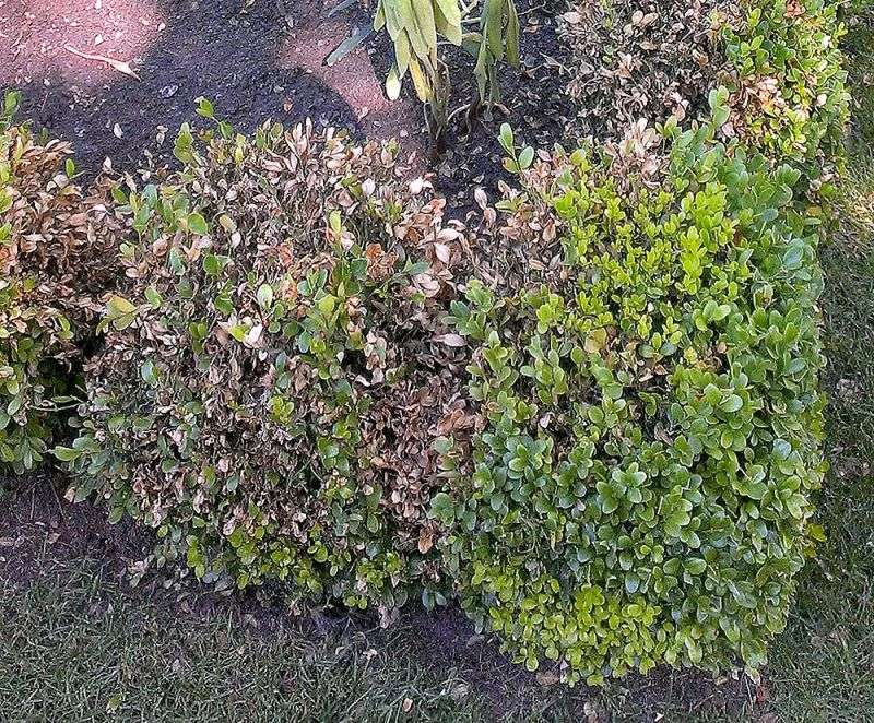 Bag Suspect Clippings And Avoid Spreading Spores