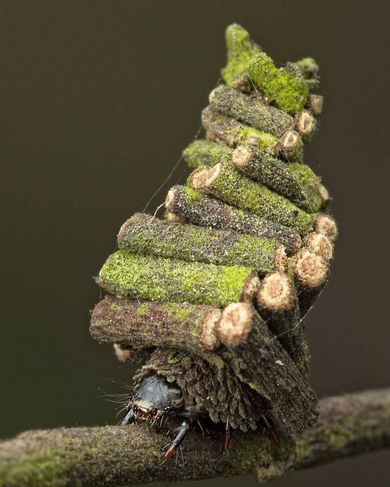 Bagworms Build Their Protective Cases From Pieces Of Your Plants