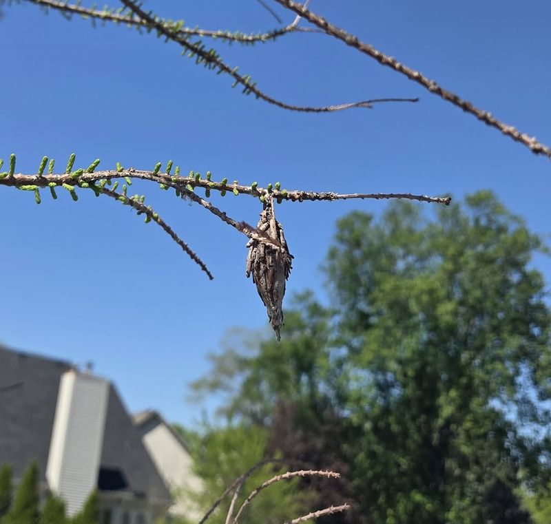 Bagworms Spread Faster In Overcrowded Evergreen Plantings