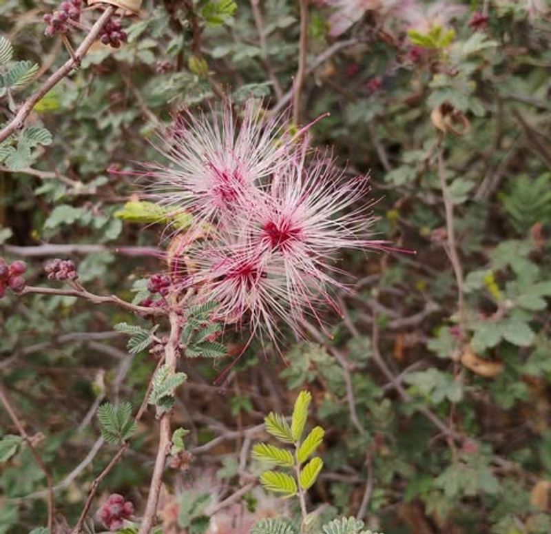 Baja Fairy Duster Settles Into Rugged Desert Soil Easily