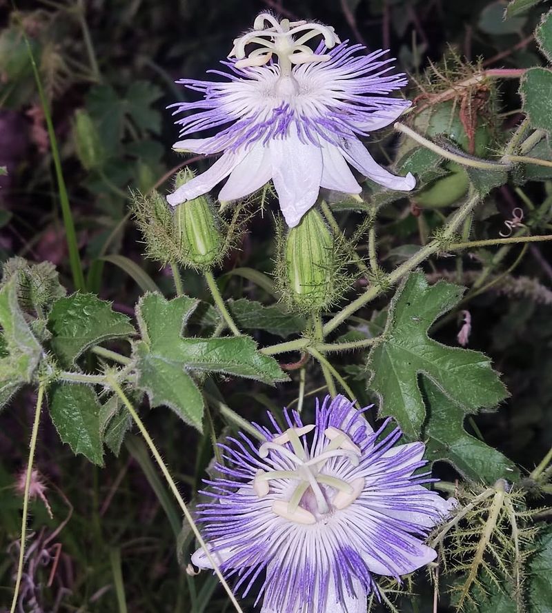 Baja Passion Vine Brings Flowers And Butterfly Appeal