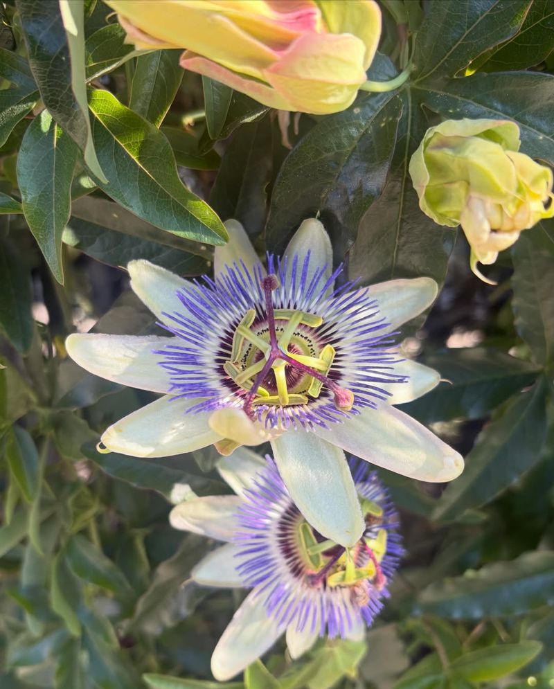 Baja Passion Vine Softens Fences With Desert Charm