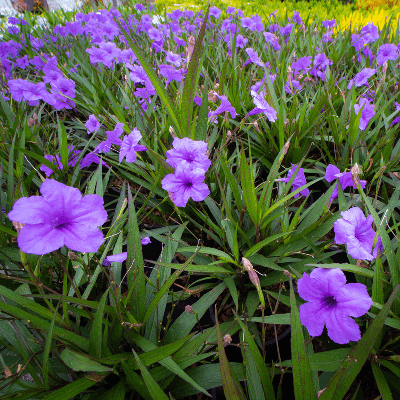 Baja Ruellia Forms Compact Clumps In Dry Soil