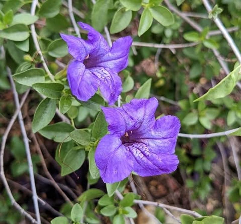 Baja Ruellia Survives Intense Heat In Small Pots