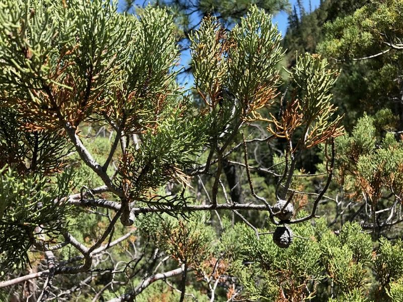 Baker's Cypress Is Rarely Offered Baker's Cypress Is Rarely Offered