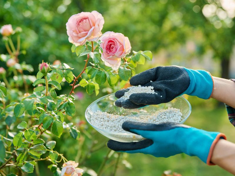 Balanced Fertilizer In Late Spring