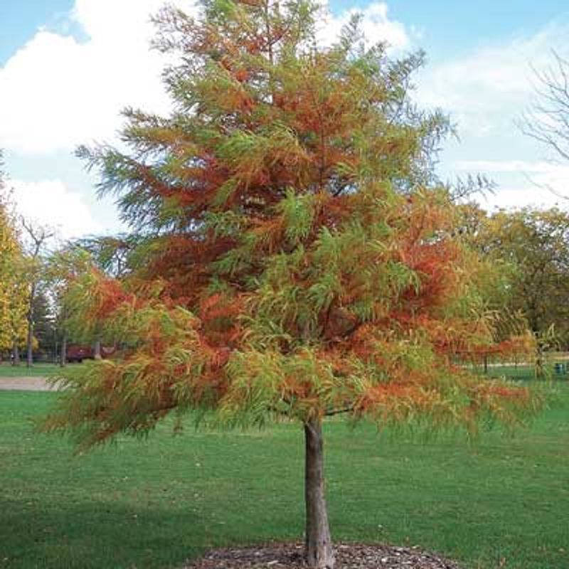 Bald Cypress Tolerates Heat And Wet Conditions Easily