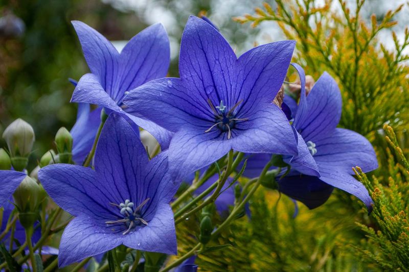Balloon Flower Brings Playful Puffy Buds And Bold Color All Season