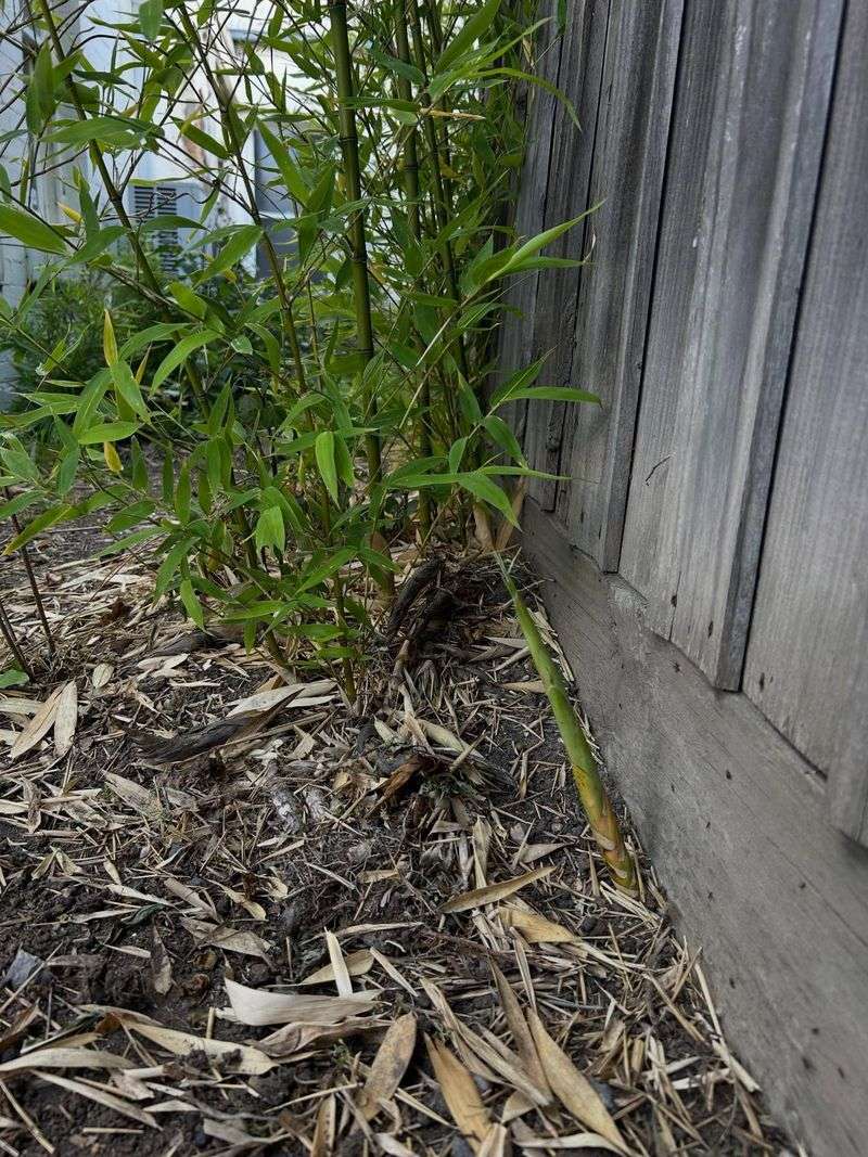 Bamboo