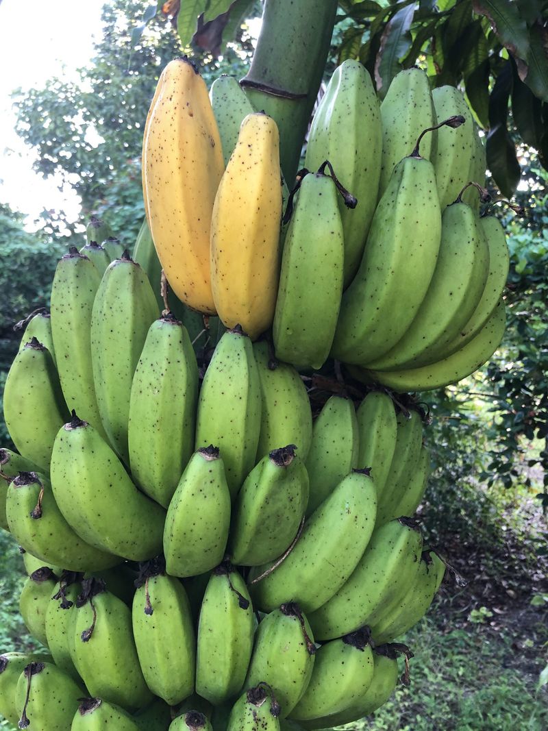 Banana Adds Tropical Fruit And Backyard Shade