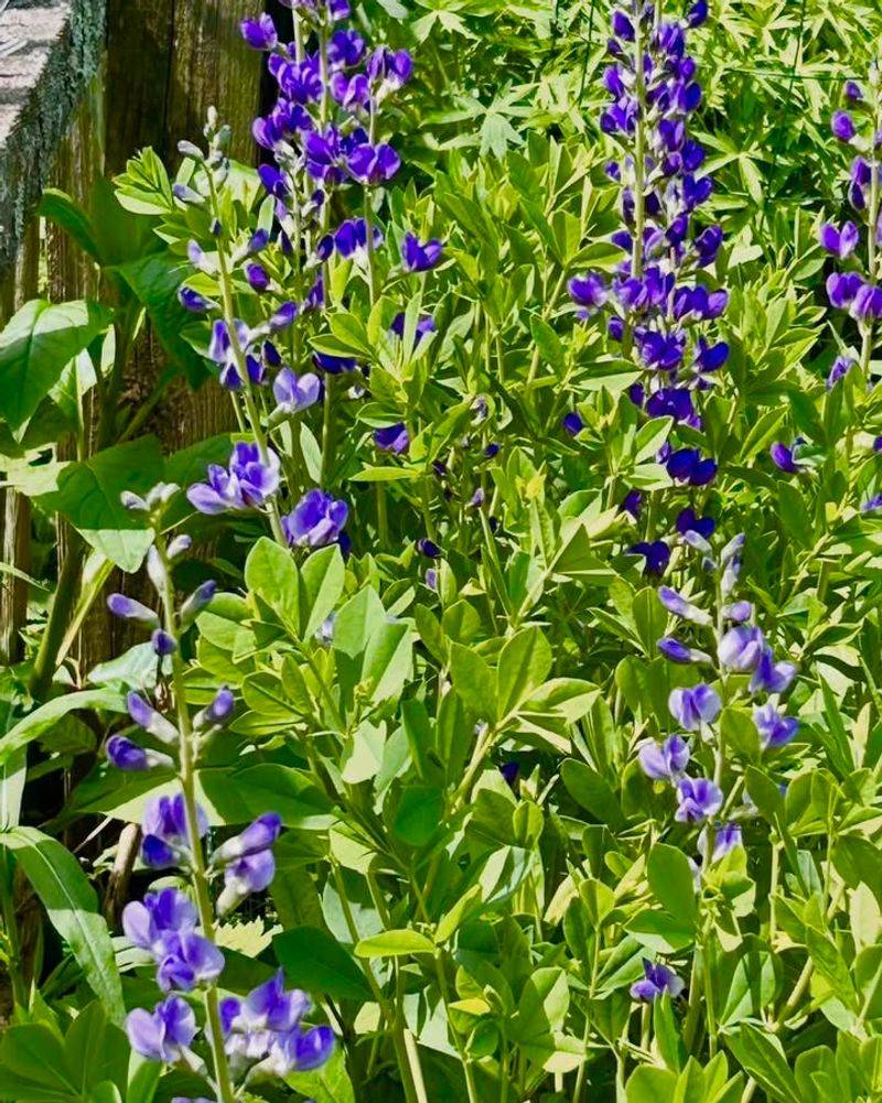 Baptisia
