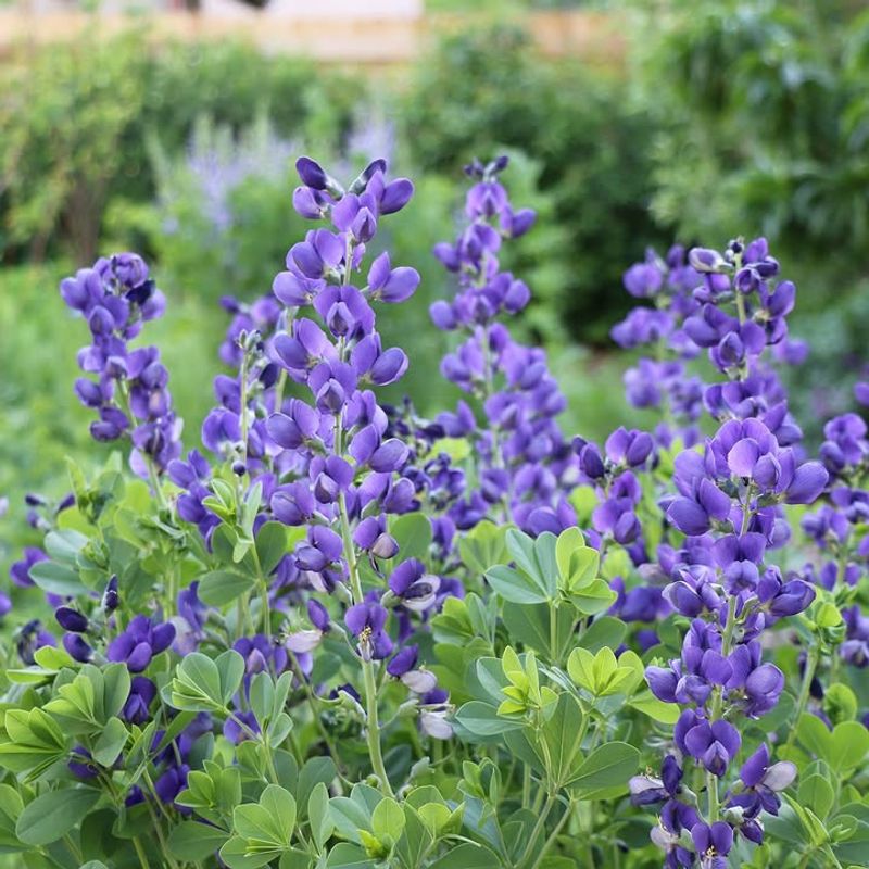 Baptisia 