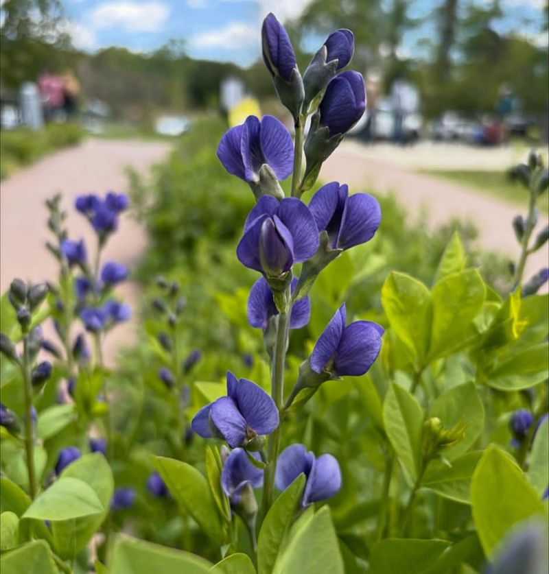 Baptisia Baptisia