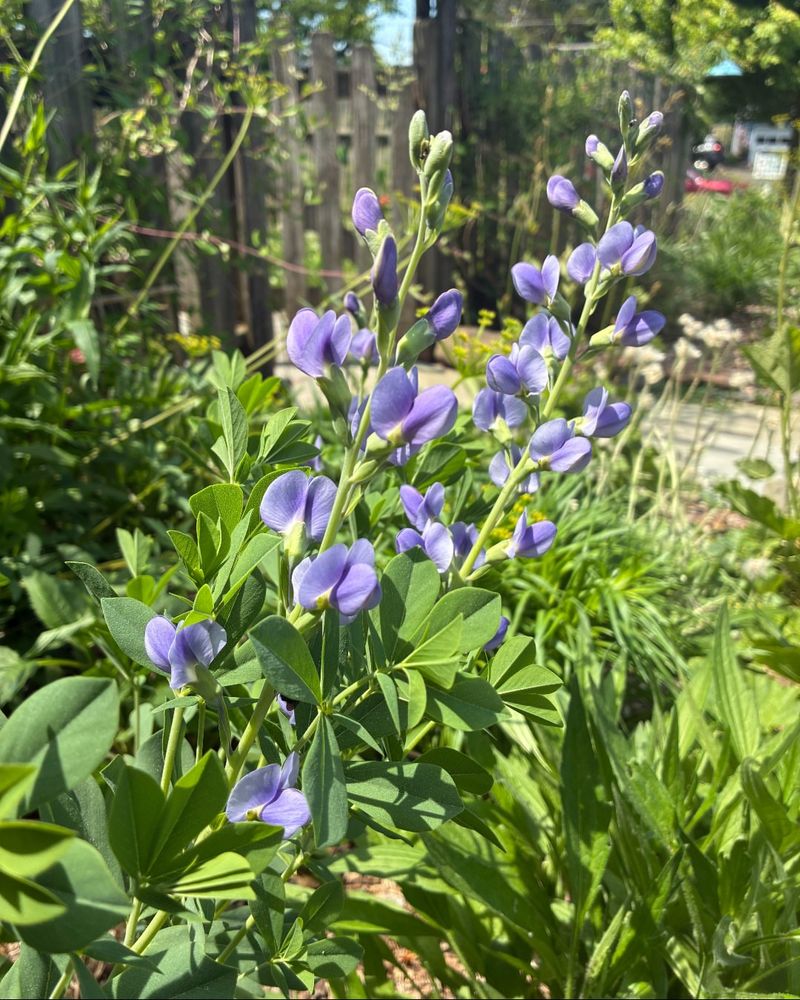 Baptisia