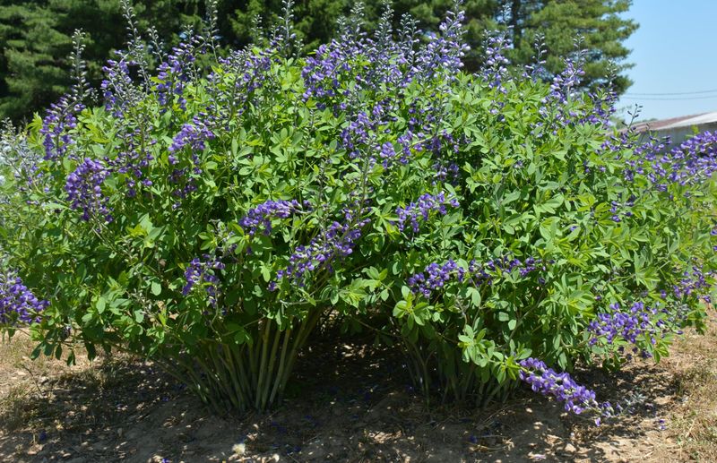 Baptisia Adds Strong Blue Color To Any Garden