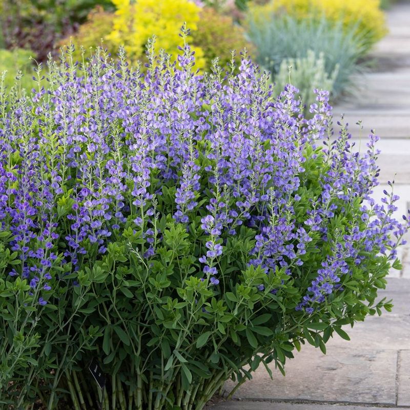 Baptisia (Baptisia australis)