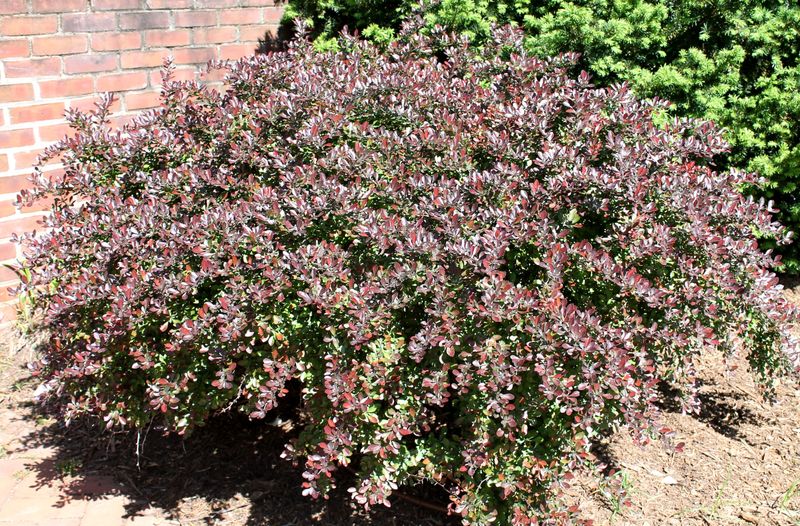Barberry 