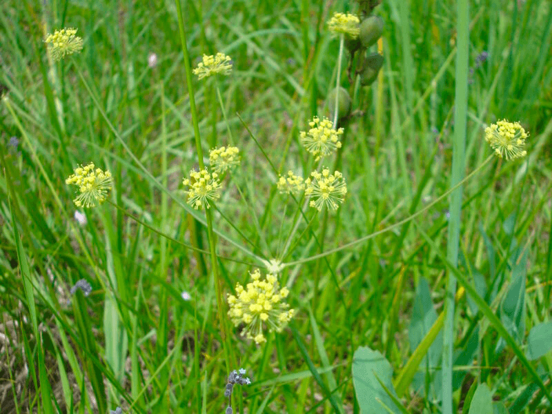 Barestem Biscuitroot Thrives In Dry Rocky Soil
