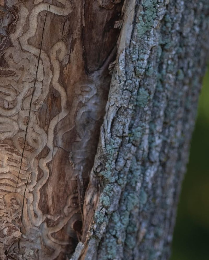 Bark Splitting To Reveal Tunnels Underneath