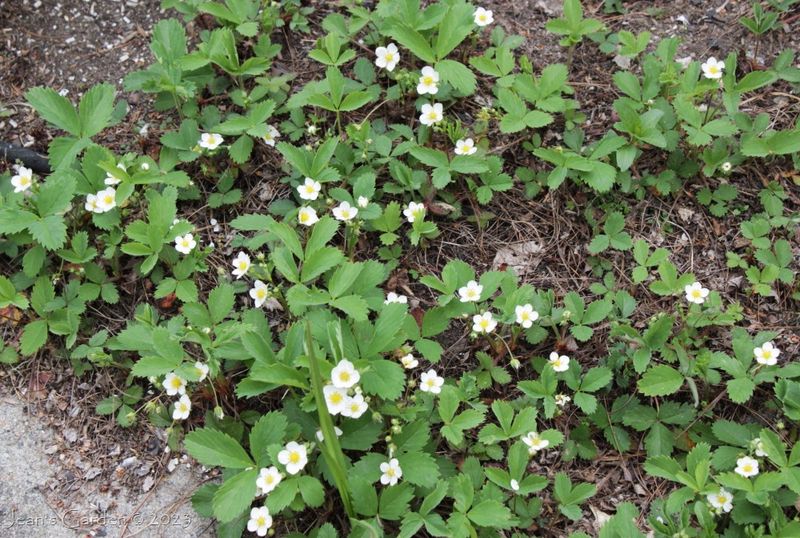 Barren Strawberry Covers Slopes With A Low Native Mat