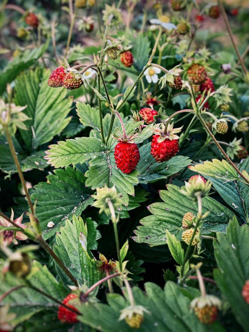Barren Strawberry