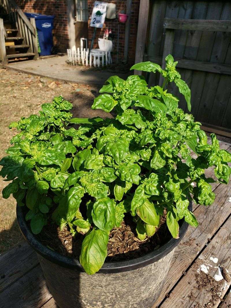 Basil