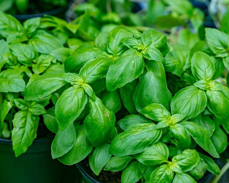 Basil Basil