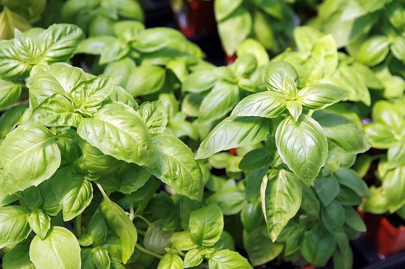 Basil Basil