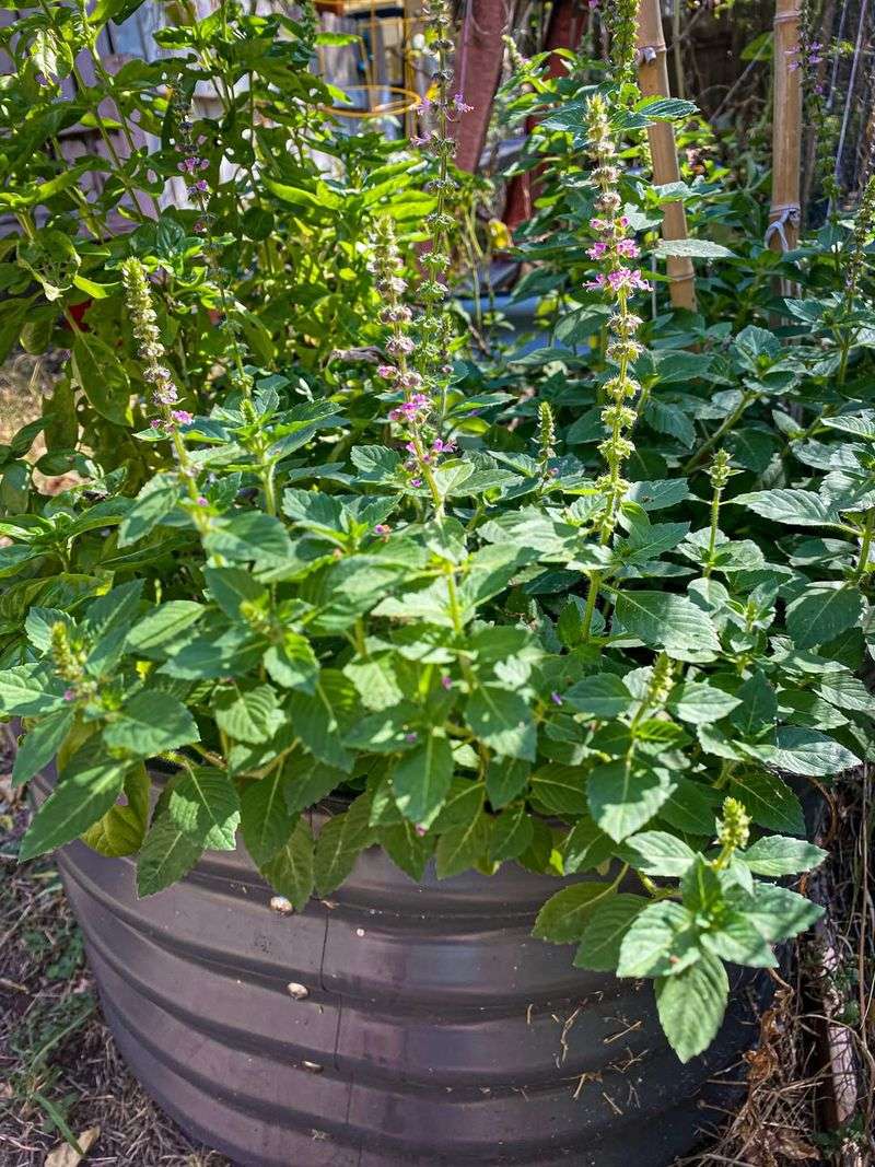 Basil Basil