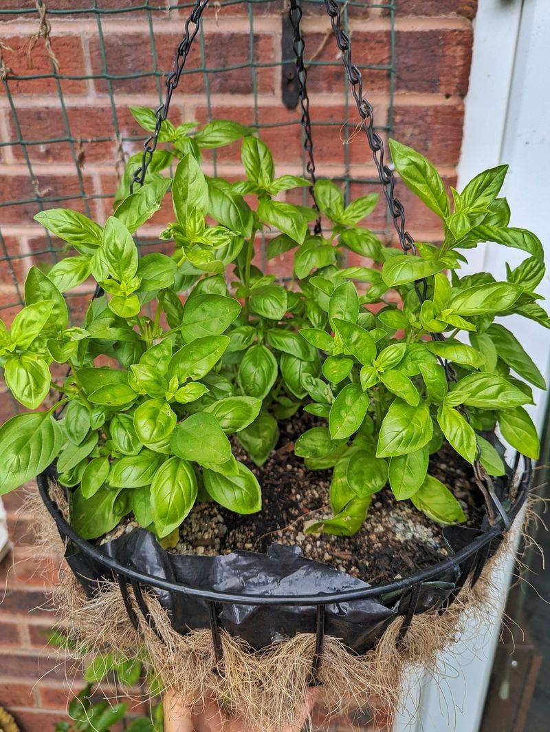 Basil