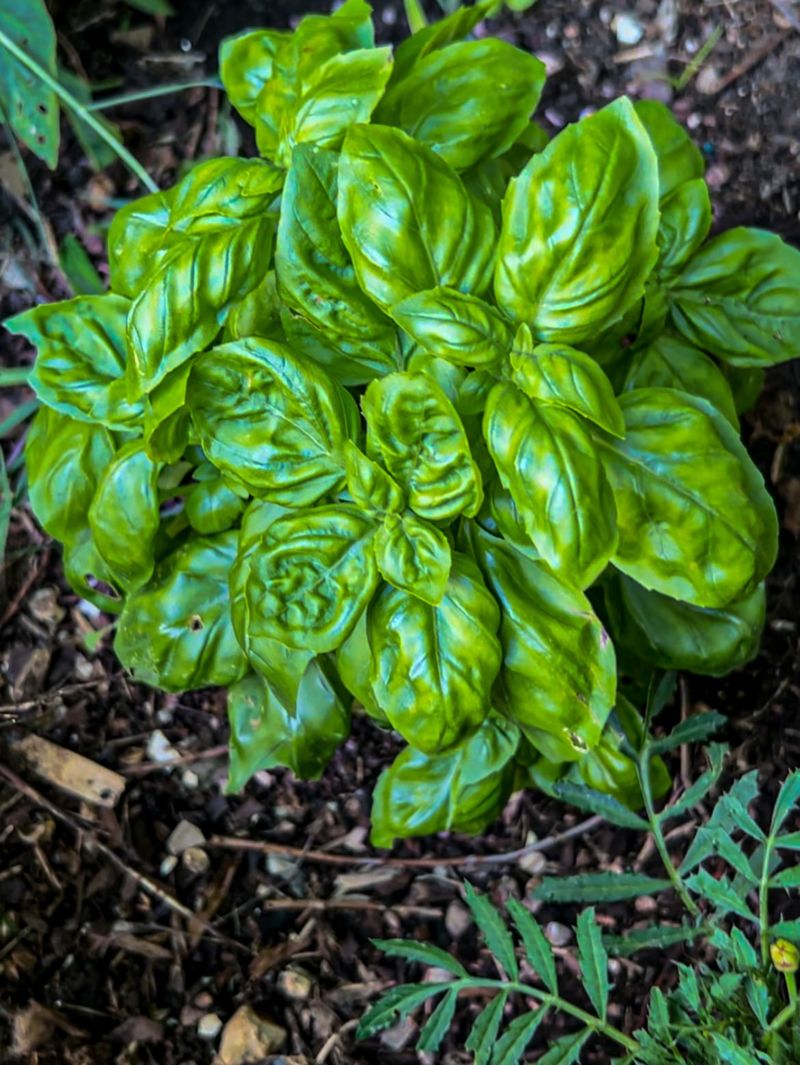 Basil