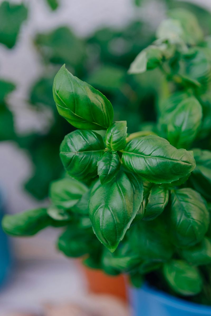 Basil