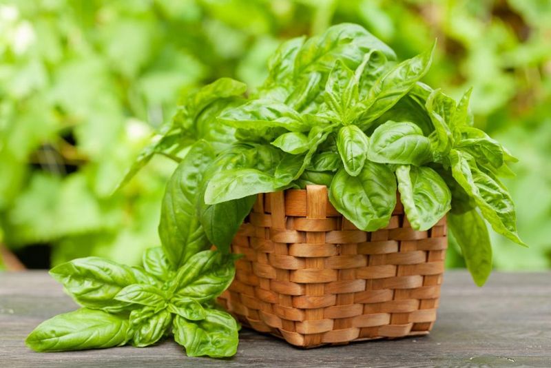 Basil Adds A Familiar Herb To The Mix Basil Adds A Familiar Herb To The Mix