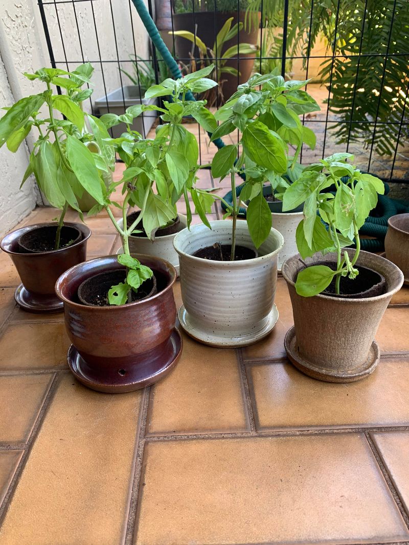 Basil Adjusts Well To Smaller Pots In Hot Weather Basil Adjusts Well To Smaller Pots In Hot Weather