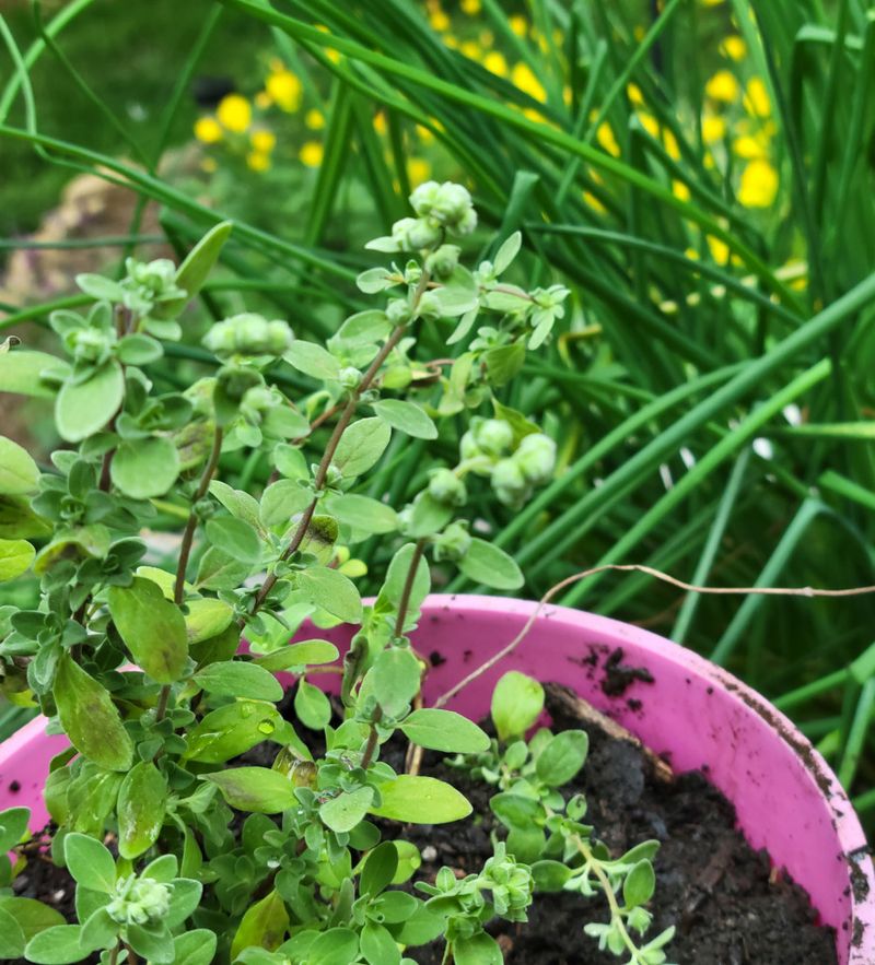 Basil And Marjoram Stay Productive Through Long Summers