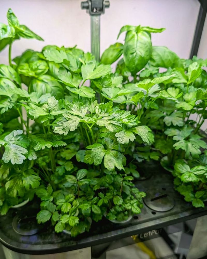 Basil And Parsley Like Steady Moisture