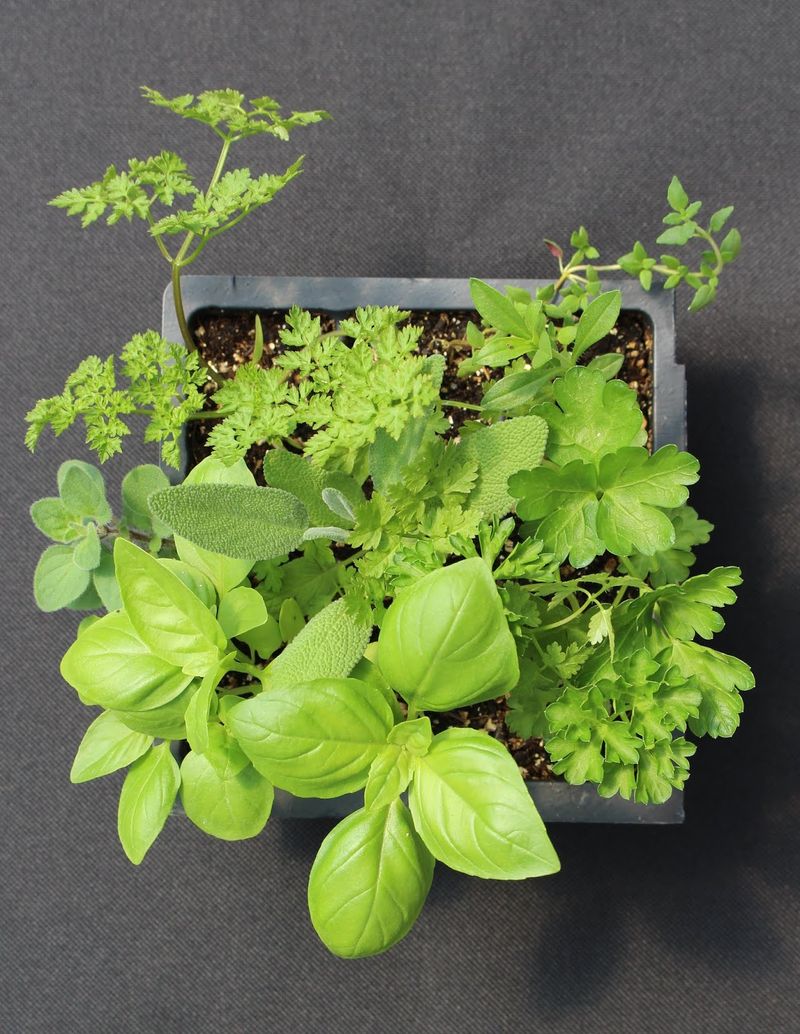 Basil And Parsley Thrive With Steady Moisture In Containers