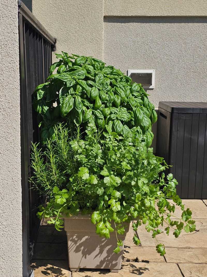 Basil And Summer Herb Beds