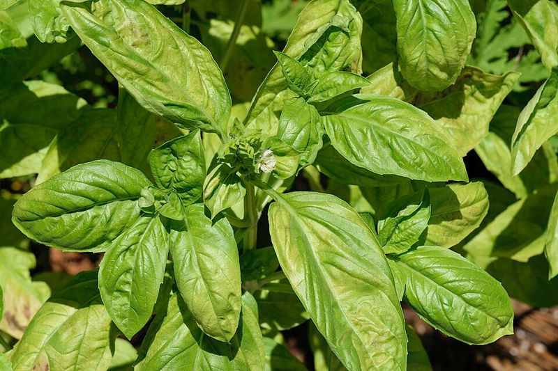 Basil Brings Strong Herbal Scent Around Summer Crops