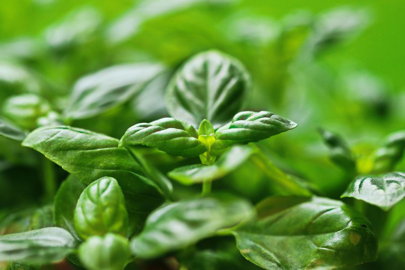 Basil Does Not Just Belong In The Kitchen Anymore
