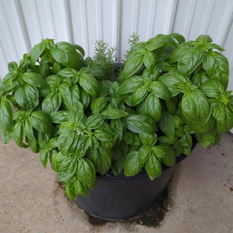 Basil Gives Off A Strong Fragrant Scent