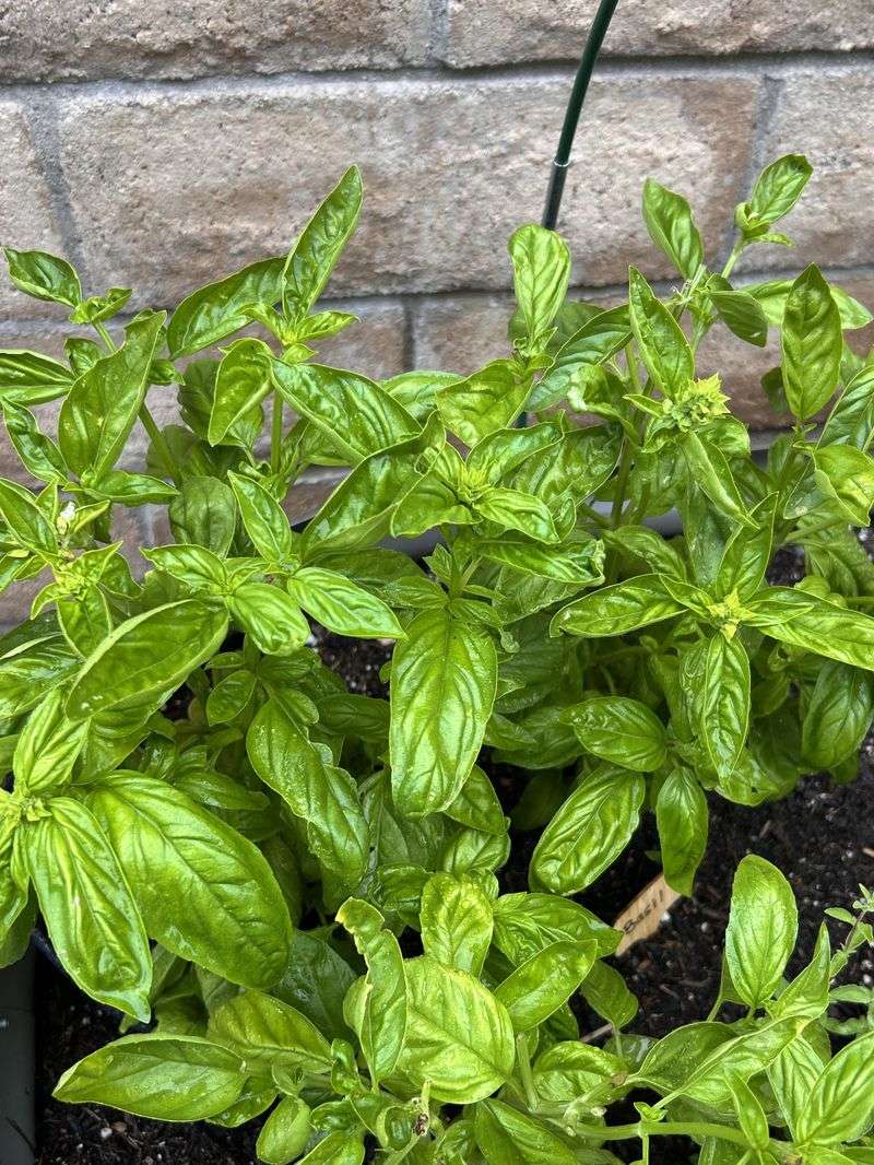 Basil Grows Back Fast After Frequent Harvesting