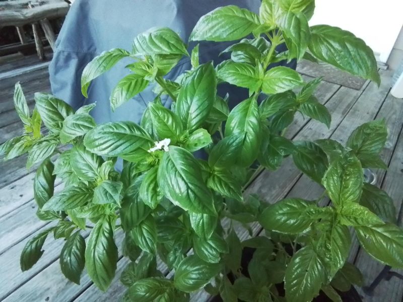 Basil Grows Best Once Soil Temperatures Stay Warm