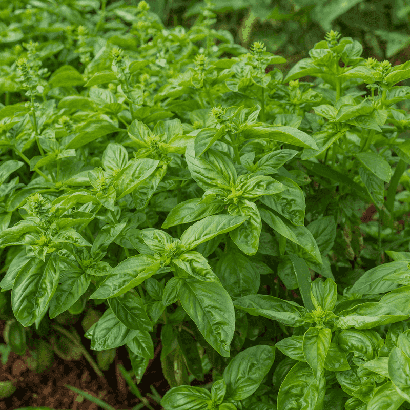 Basil Grows Fast Once Nights Warm Up