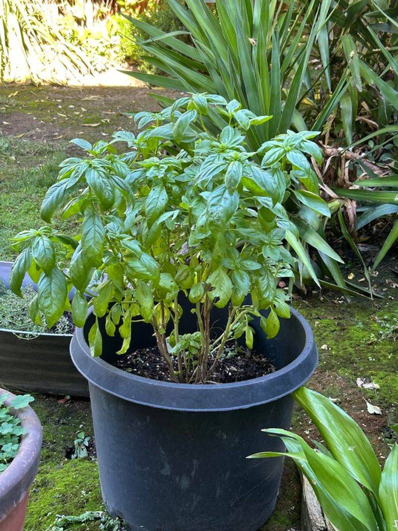 Basil Grows Fast With Consistent Moisture
