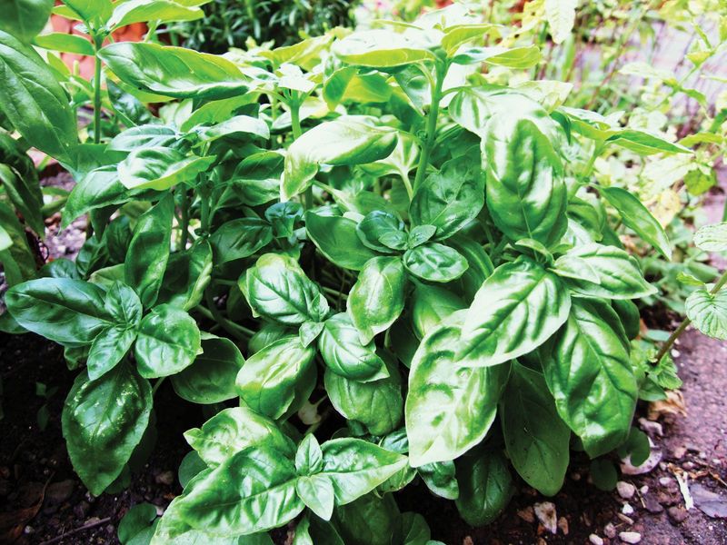 Basil Grows Much Better Once Nights Finally Warm Up
