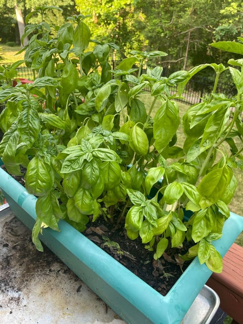 Basil Leaves Burn In Extreme Direct Sunlight